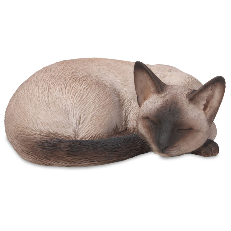 Siamese Cat Sleeping Takasho Australia