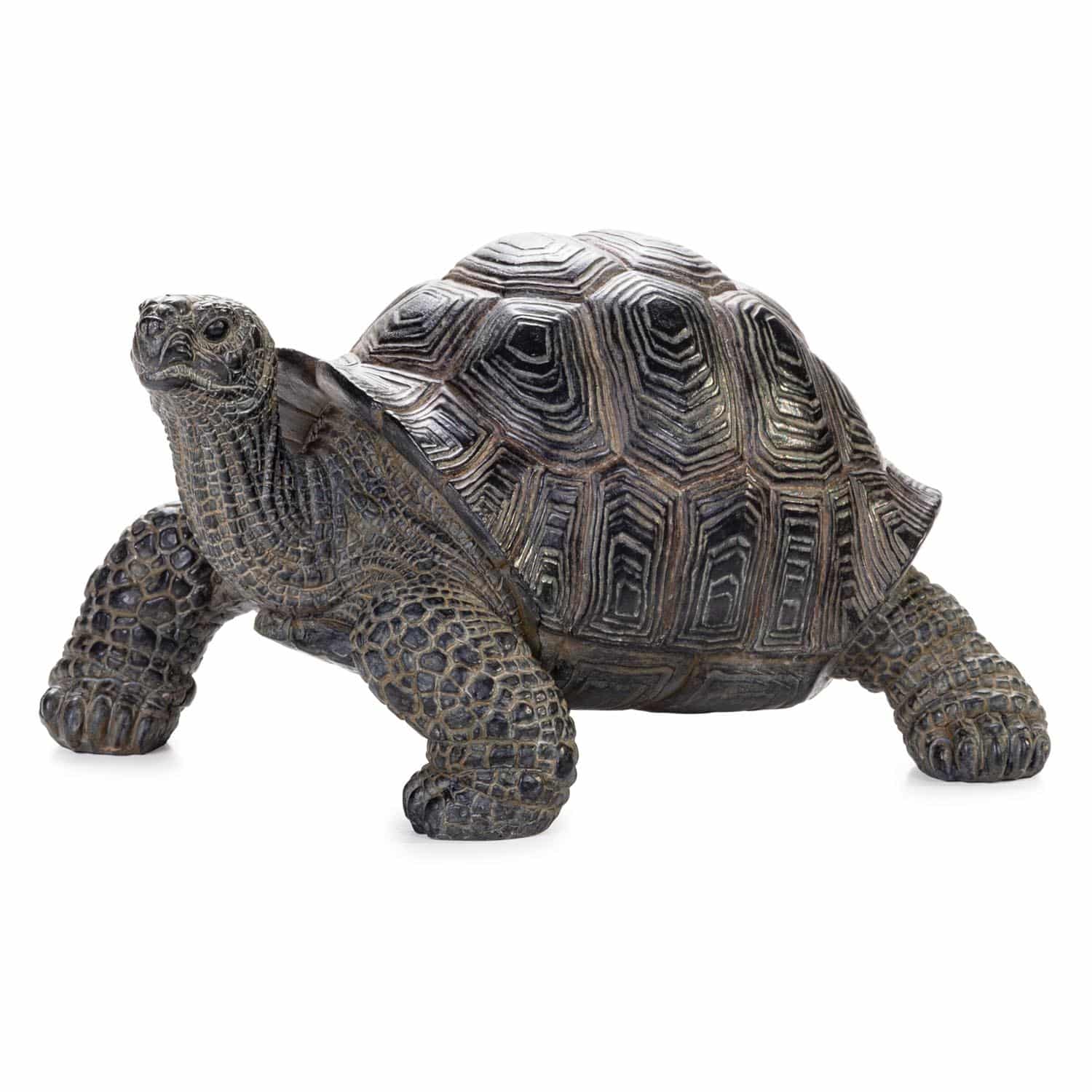 Small Tortoise – Takasho Australia